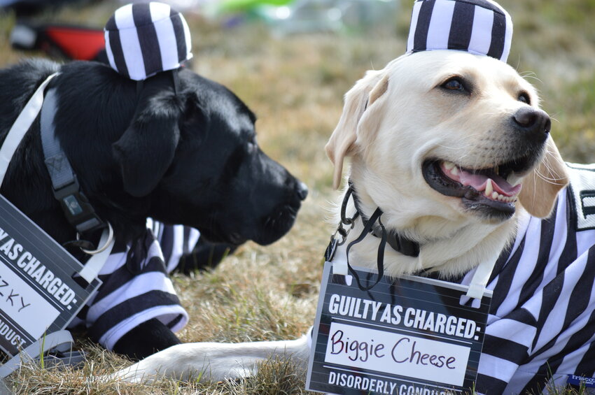 Dogs who are in the organization Freedom Service Dogs dressed up as outlaws as part of a pet costume contest during the Aug. 26, 2023, RexRun event at Arapahoe County Fairgrounds.